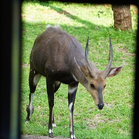 Willa Giraffe Plains Marloth Park Zewnętrze zdjęcie