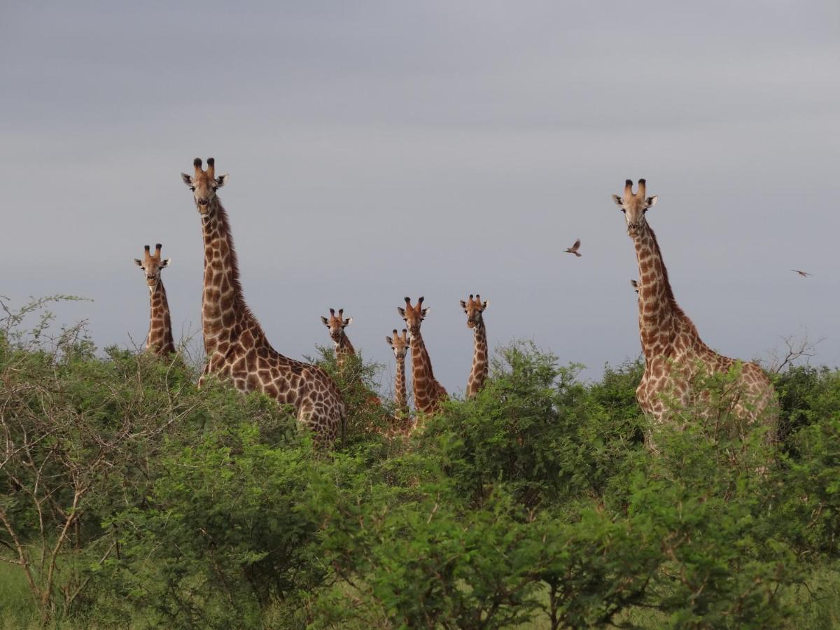Willa Giraffe Plains Marloth Park Zewnętrze zdjęcie