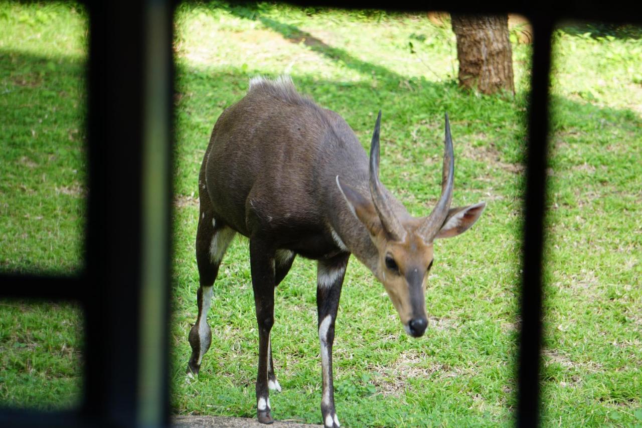 Willa Giraffe Plains Marloth Park Zewnętrze zdjęcie